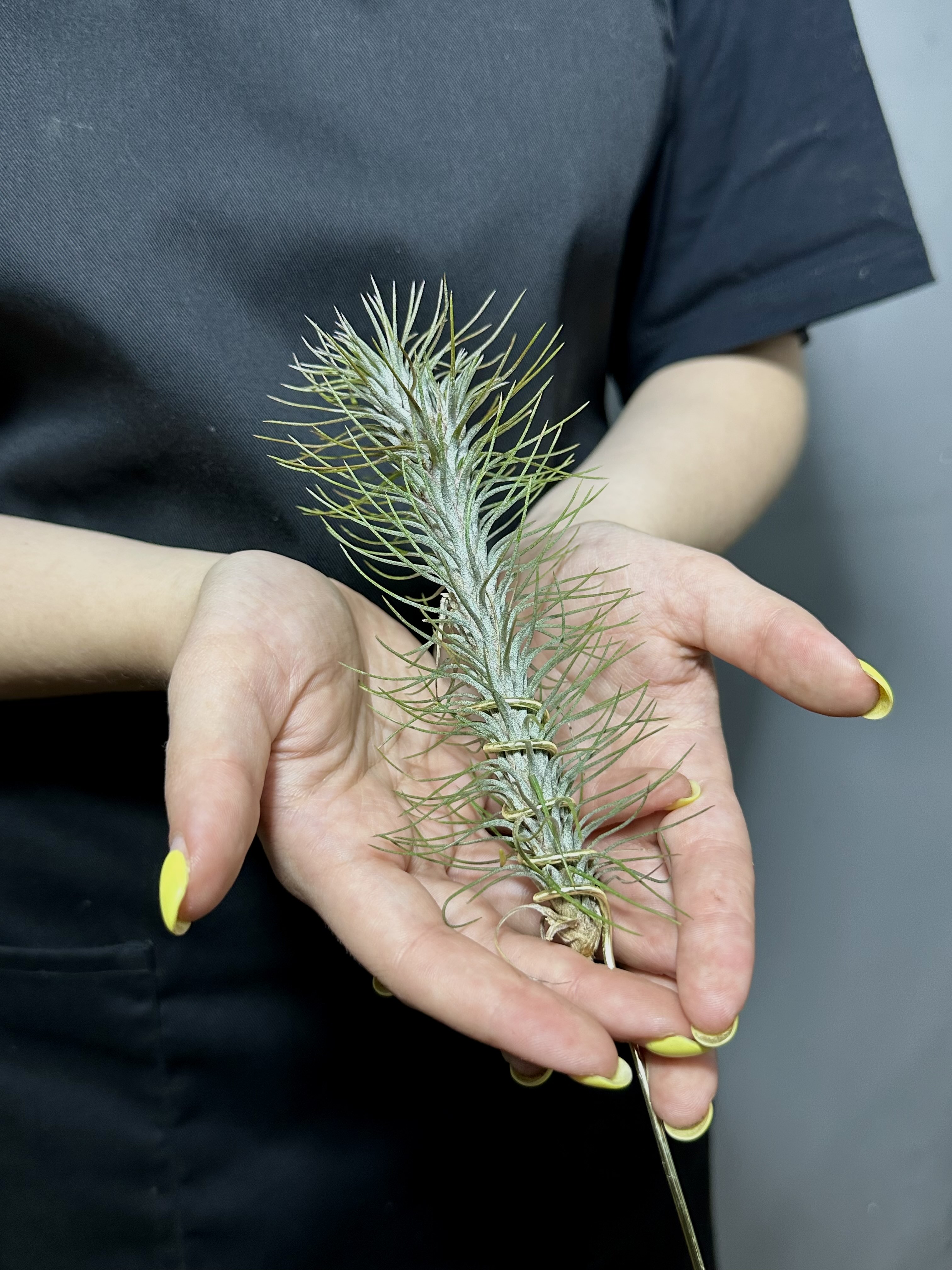 Тилландсия Фанкиана Крейзи Лав (Tillandsia Funckiana Crazy Love)