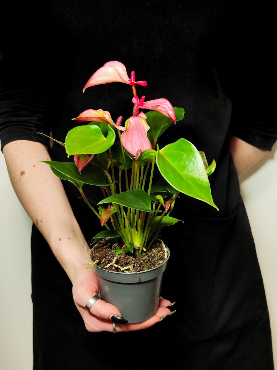 Антуриум Андреанум Перл Матата (Anthurium Andrianum Pearl Matata) D9см