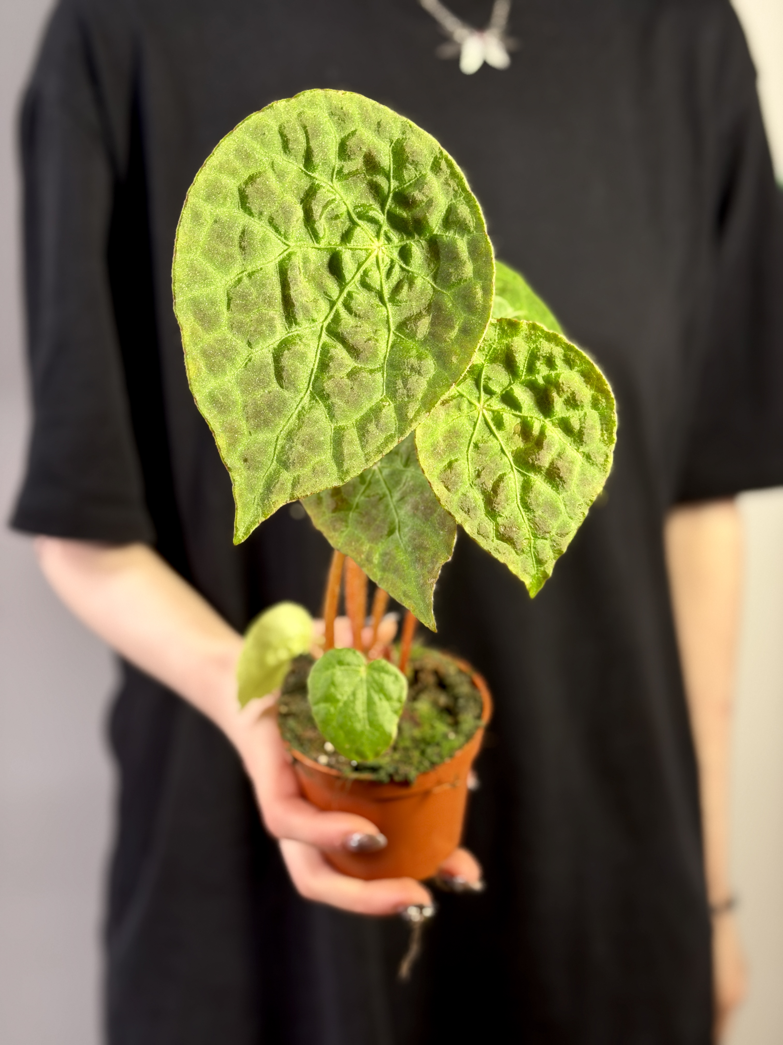 Бегония Футоенсис (Begonia Phuthoensis) D8см