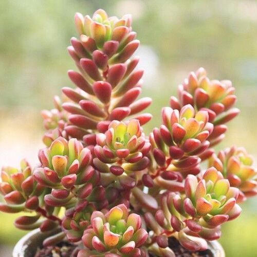 Седум Джойс Таллоч (Sedum Joyce Tulloch) D8см