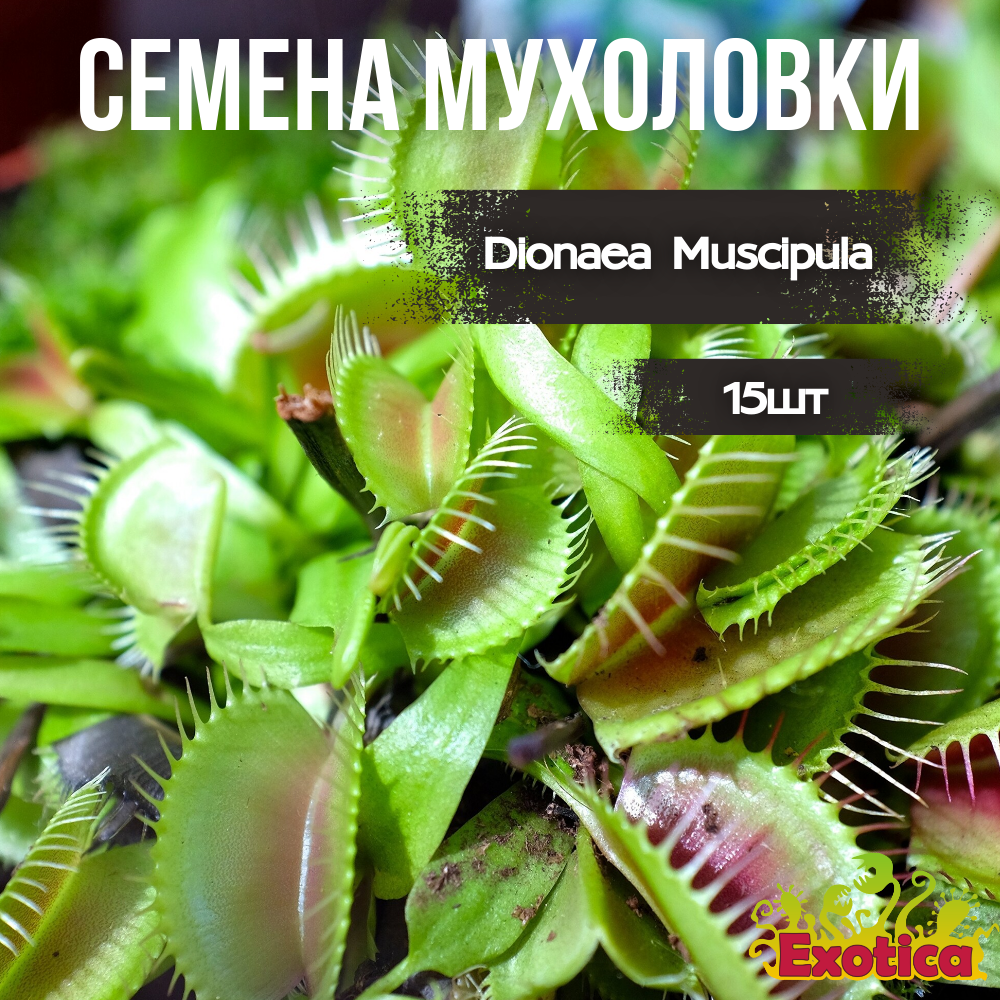 Семена Венериной Мухоловки Типичная Форма (Dionaea Muscipula), 15 шт