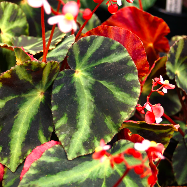 Бегония Рекс Клеопатра (Begonia Rex Cleopatrae) D6см