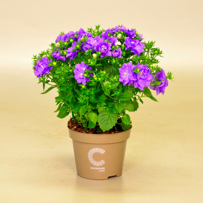 Кампанула Лайк Ми Блю (Campanula Like Mee Blue) D10см