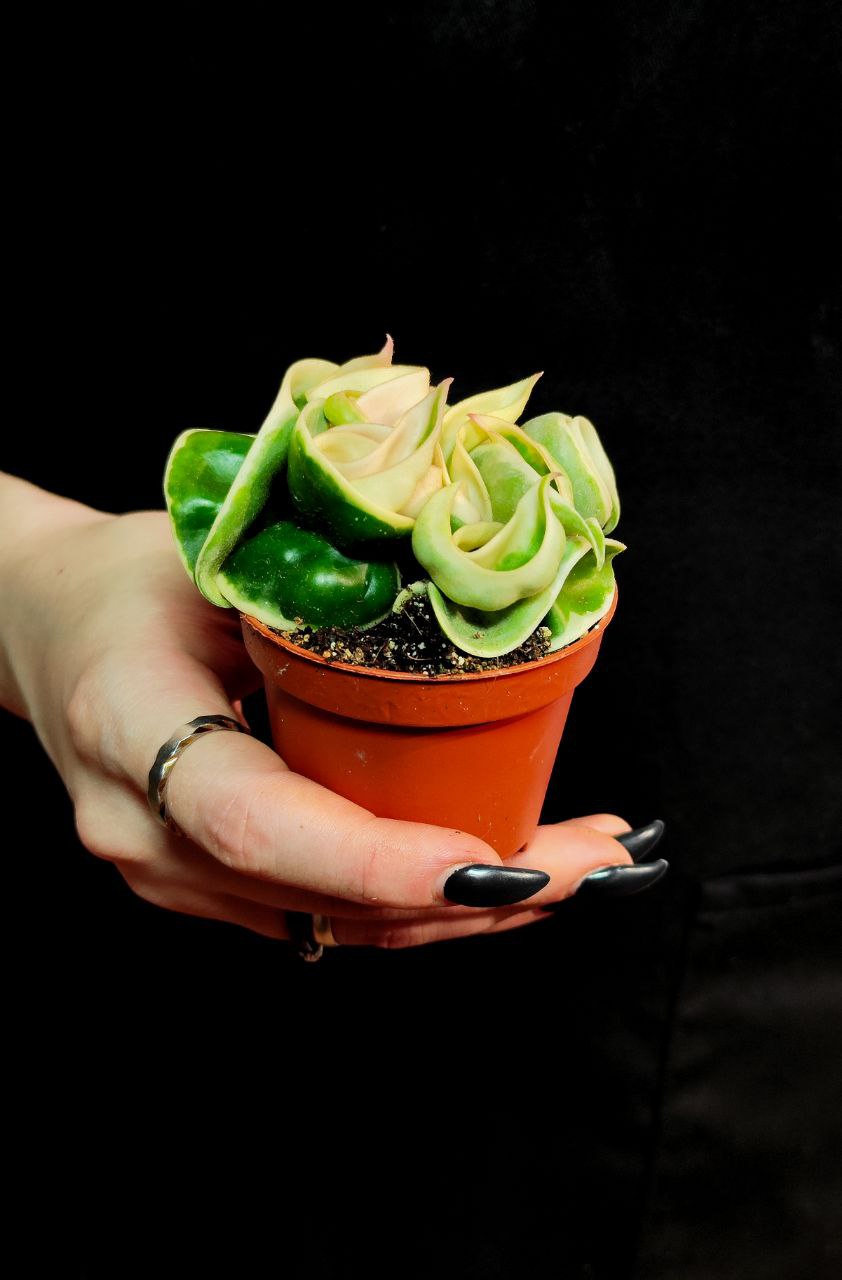 Хойя Карноза Компакта Вариегатная (Hoya Carnosa Compacta Variegata) D6см