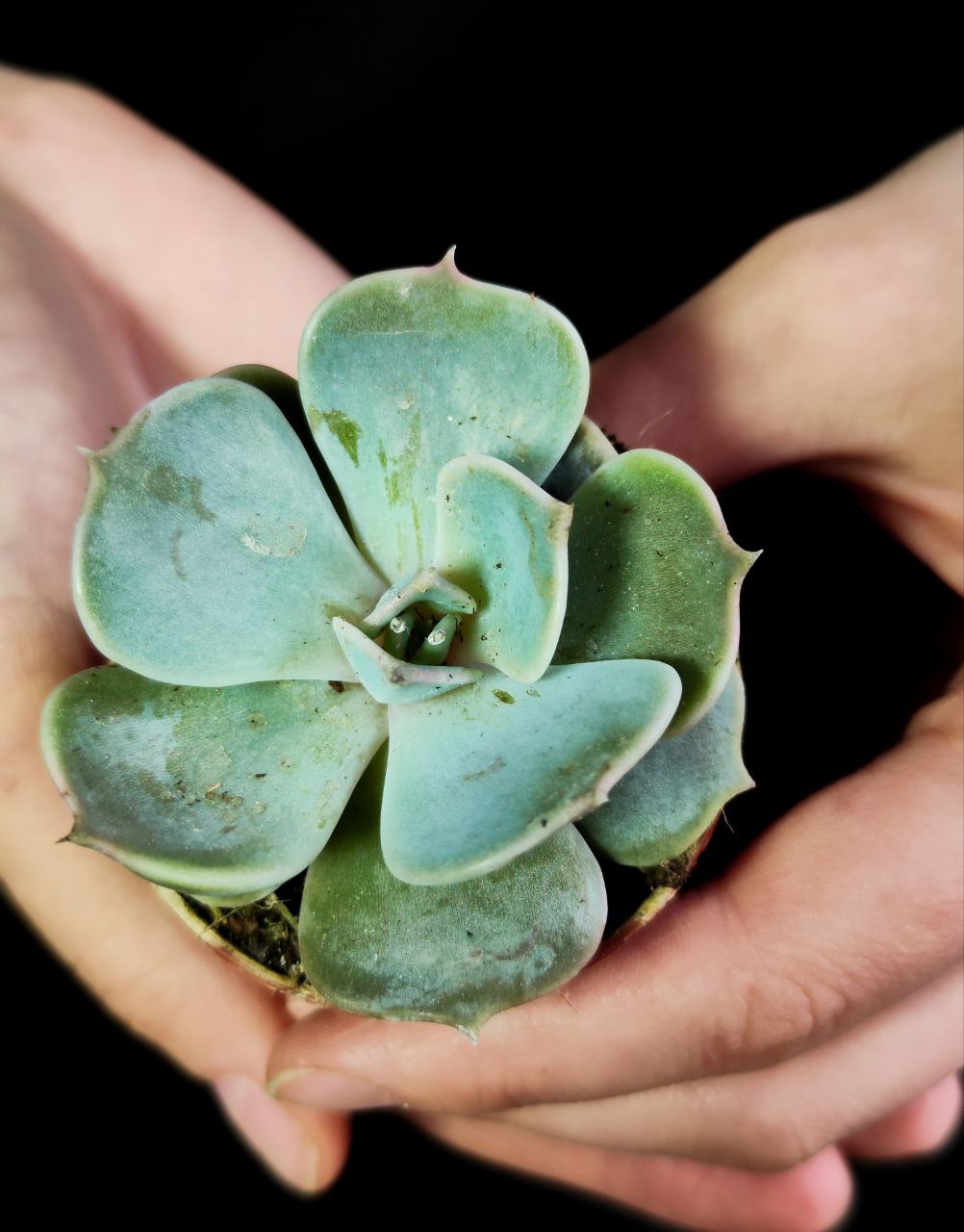 Эхеверия Лиловая, Лилацина (Echeveria Lilacina) D5см
