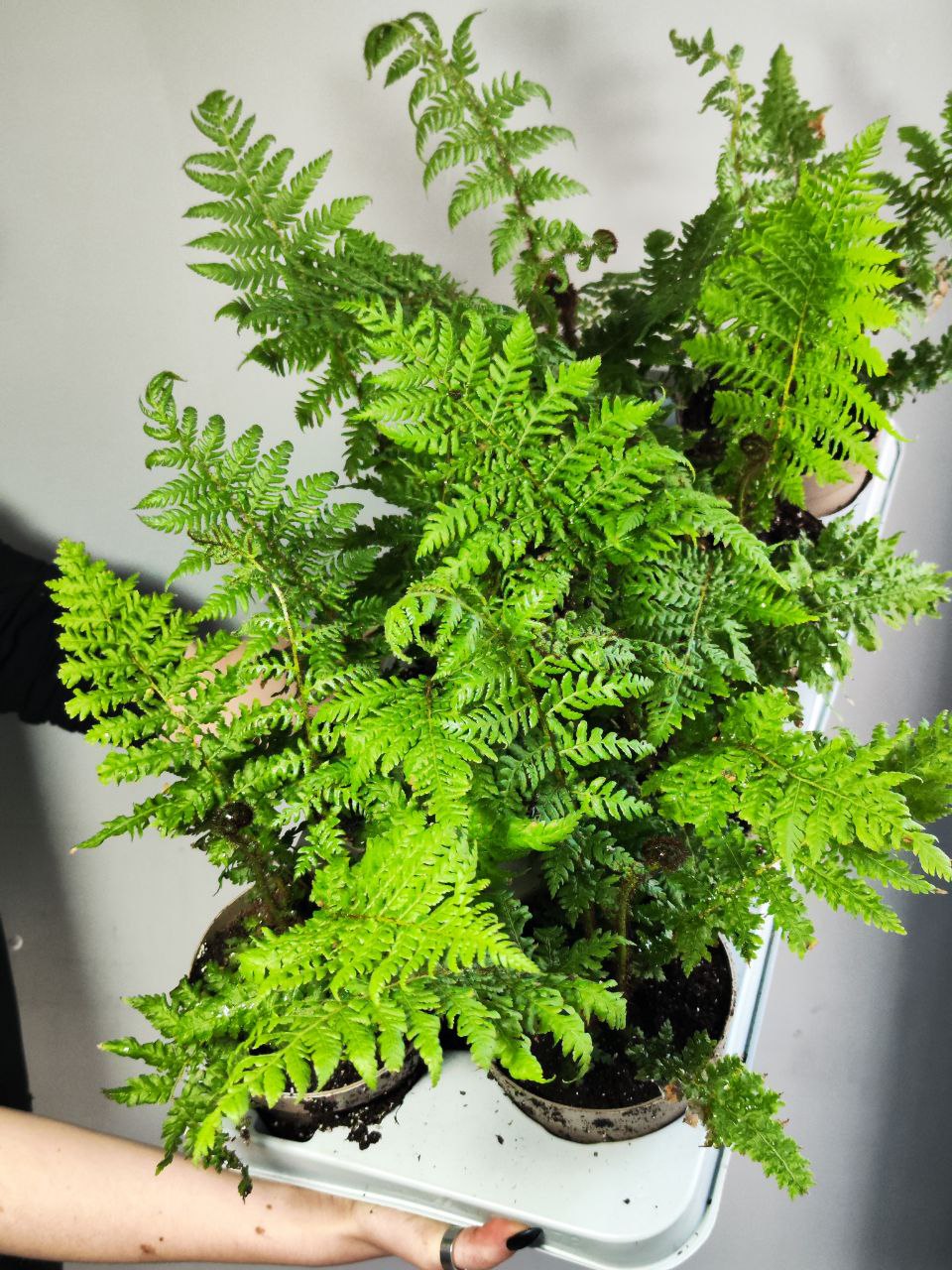 Древовидный Папоротник, или Циатея Австралис (Cyathea Australis) D12см