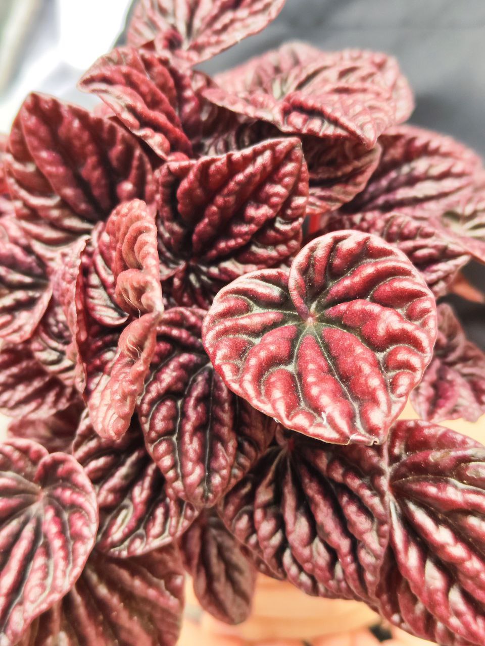 Пеперомия Каперата Ред Луна (Peperomia Caperata Red Luna) D11см