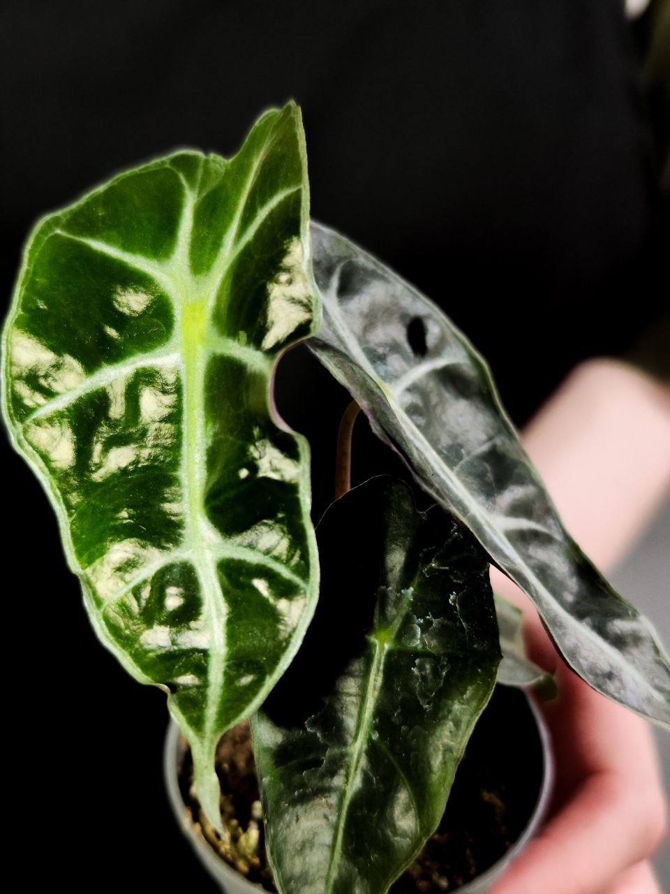 Алоказия Амазоника Дворф (Alocasia Amazonica Dwarf) D6см
