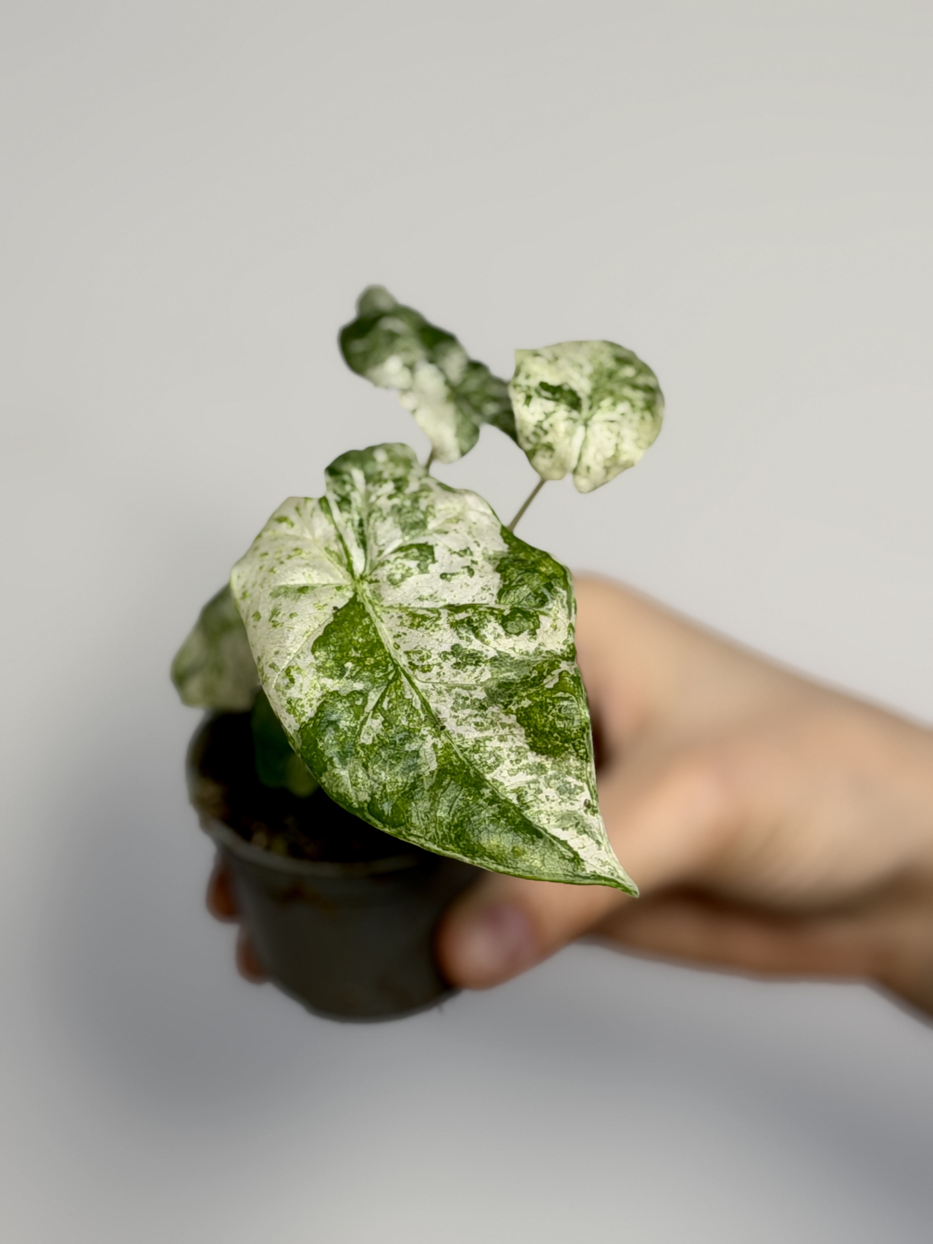 Алоказия Одора Батик Вариегатная (Alocasia Odora Batik Vareigata) D6см