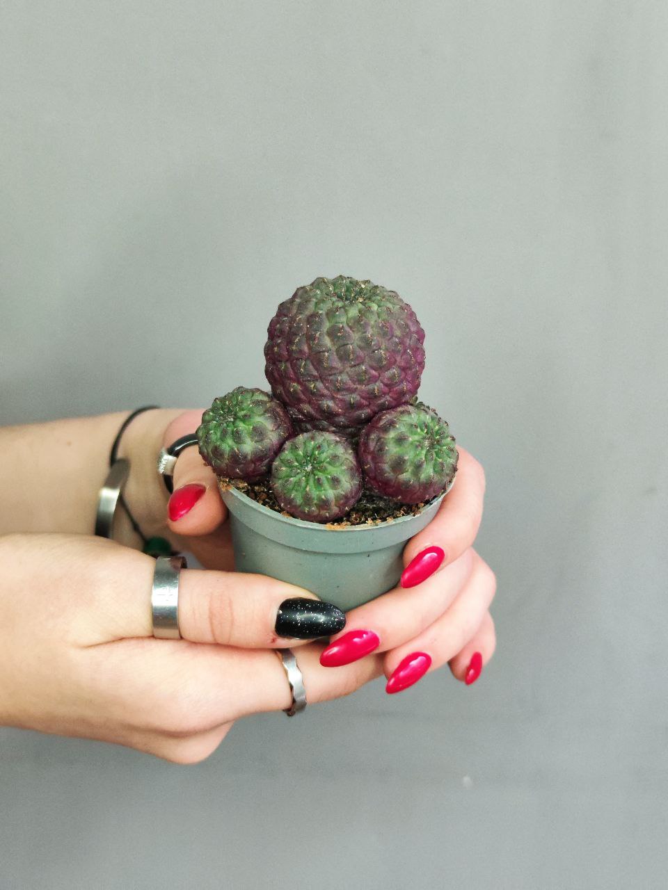 Сулькоребуция Рауша Фиолетовая (Sulcorebutia Rauschii Violet) D5см