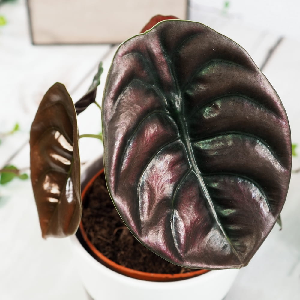 Алоказия Купера Ред Секрет, Купрея (Alocasia Cupera Red Secret) D6см