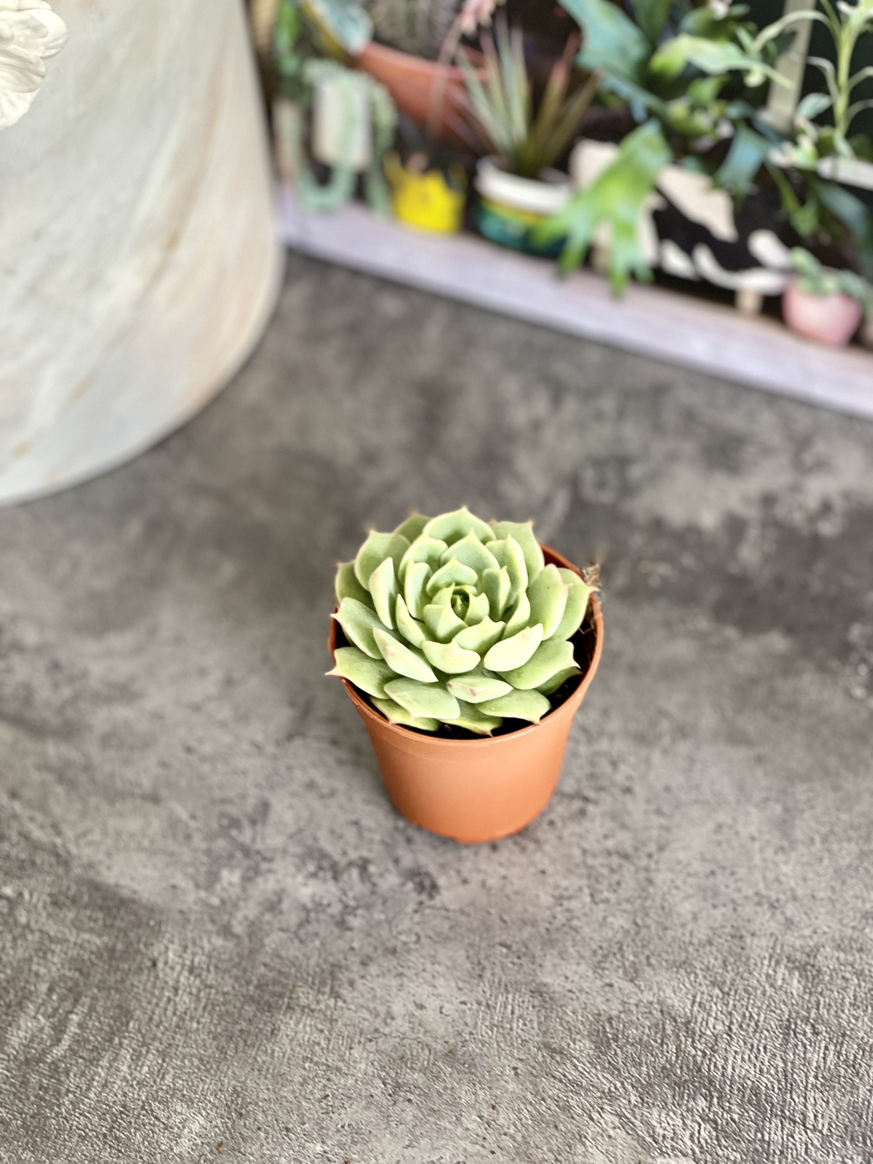 Эхеверия Рамилетте (Echeveria Ramilette) D5см