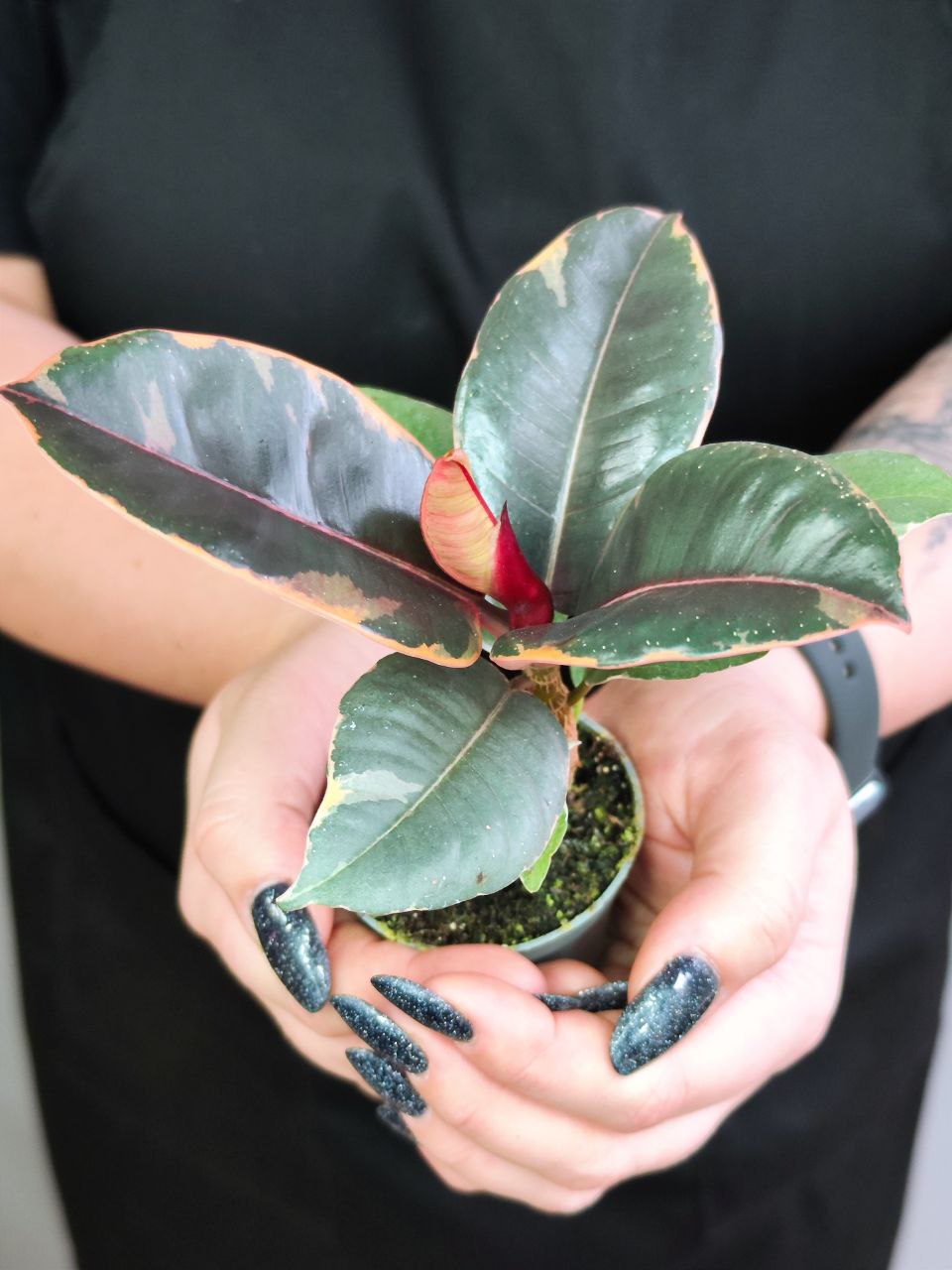 Фикус Эластика Белиз (Ficus Elastica Belize) D6см