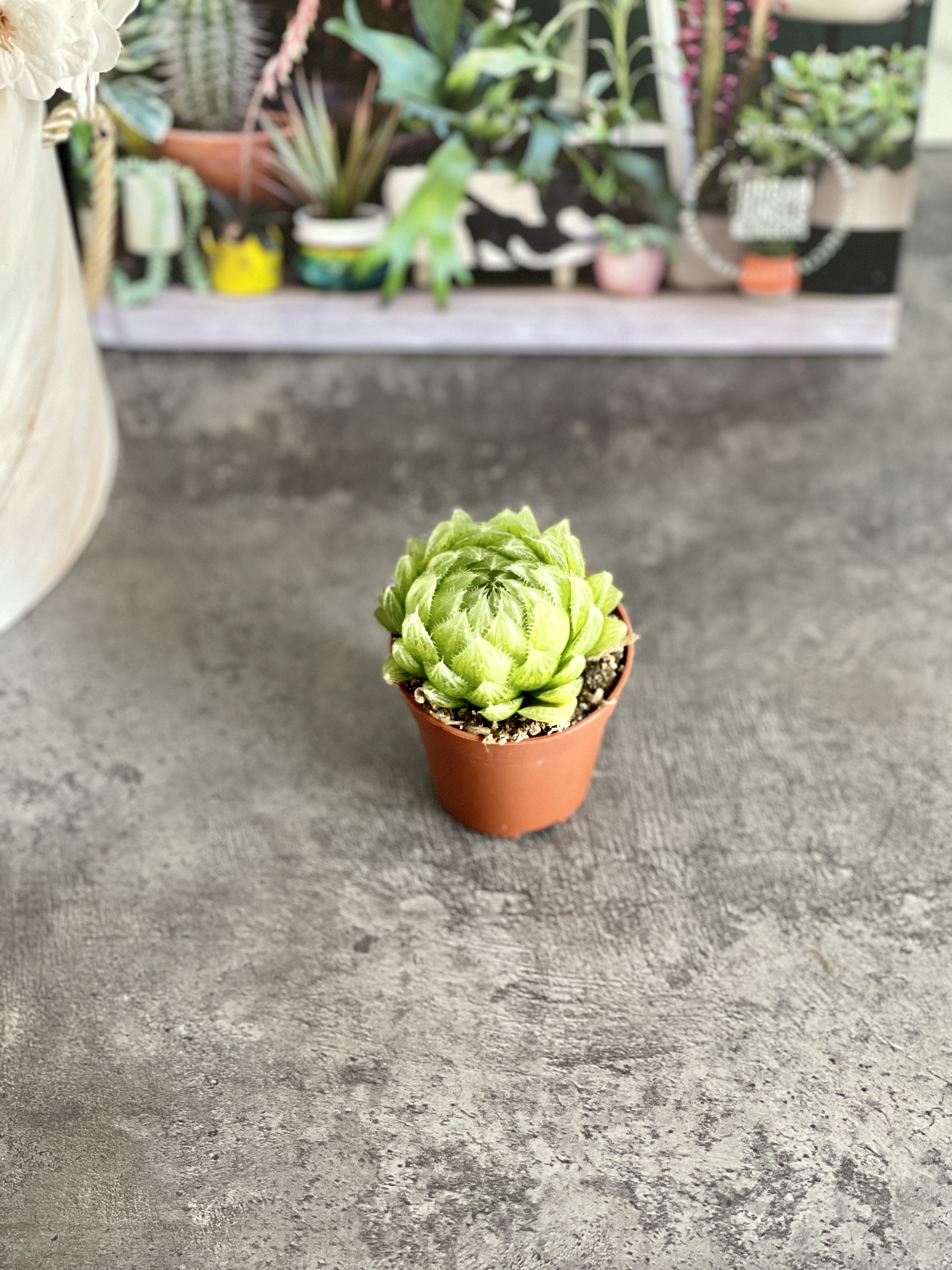 Хавортия Купера Пиктурата (Haworthia Cooperi var. Picturata) D5см