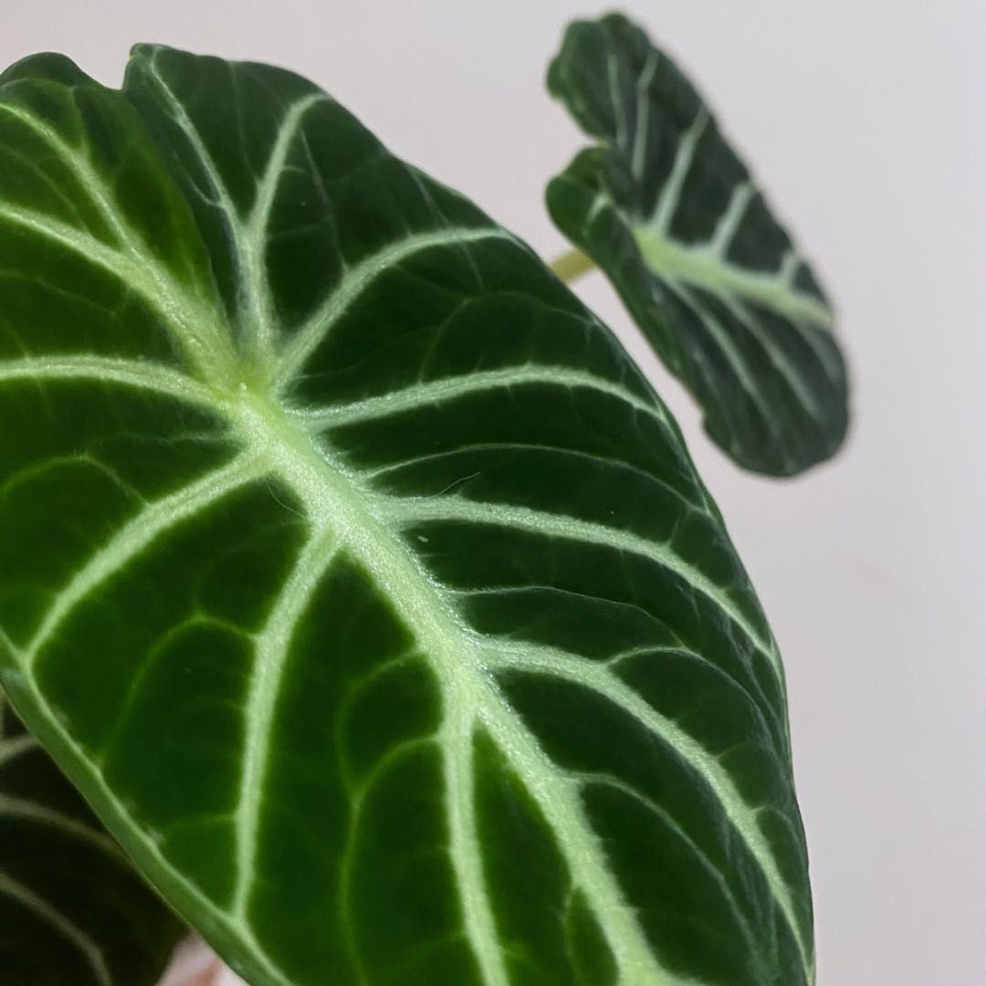 Алоказия Ниндзя (Alocasia Ninja) D6см