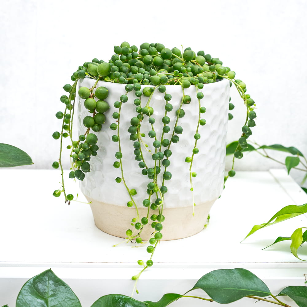 Крестовник Роули (Senecio Rowleyanus) D6см