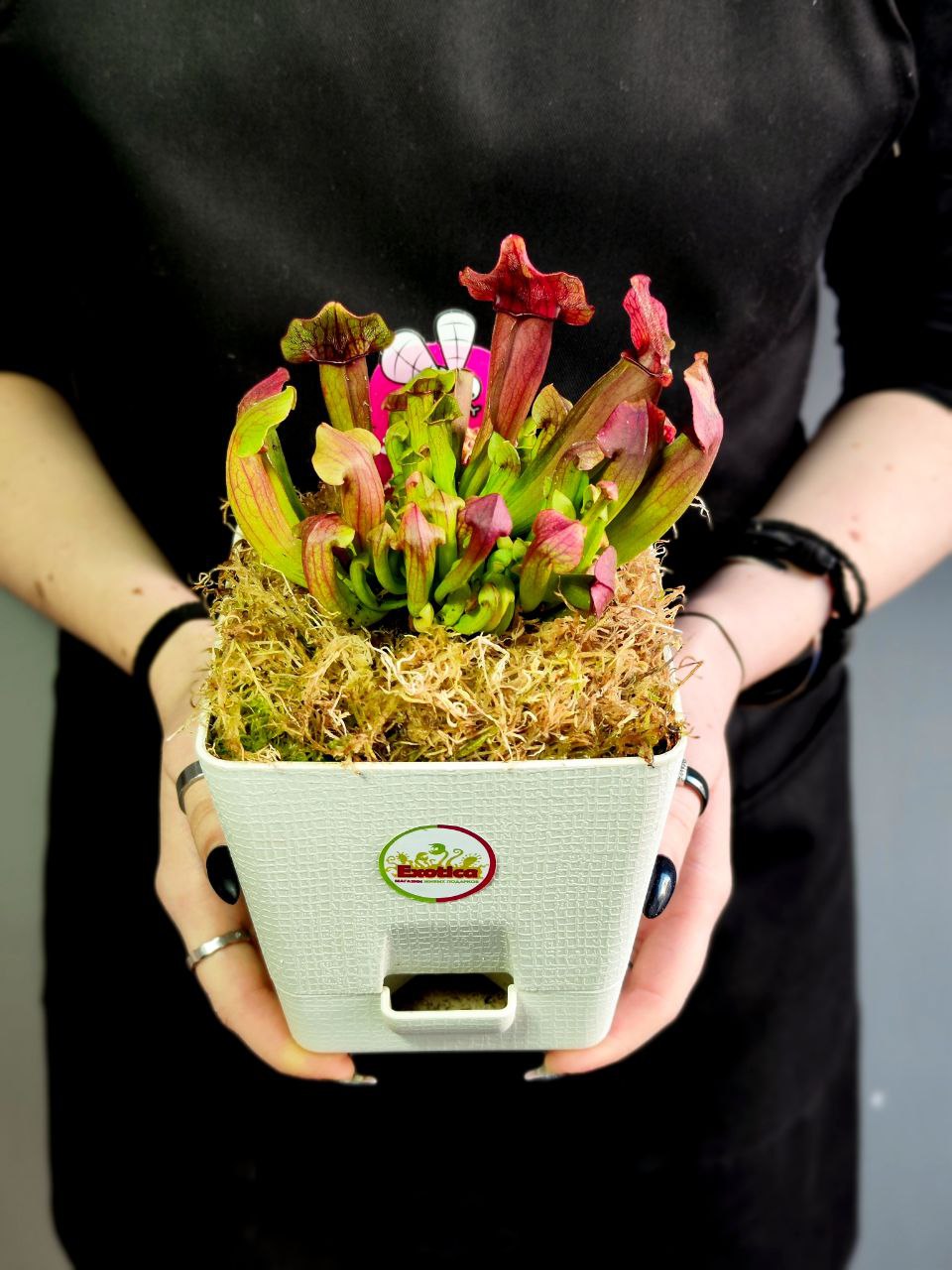 Саррацения Марун (Sarracenia Maroon) пересаженная D12см