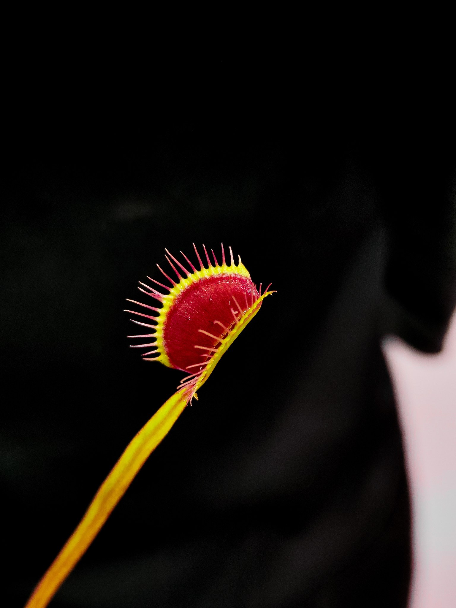 Венерина Мухоловка Гигантская (Dionaea Muscipula Gigantea) D5см
