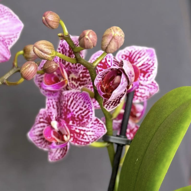 Орхидея Фаленопсис Ягуар (Phalaenopsis Jaguar) D9см