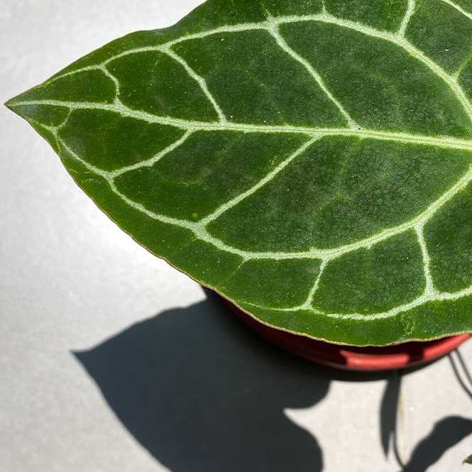 Антуриум Хрустальный, или Кристаллинум (Anthurium Crystallinum) D6см