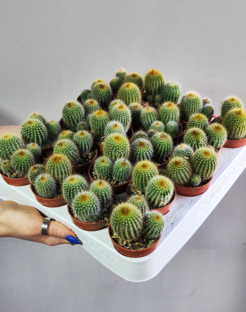 Нотокактус Ленингхауза Груп, или Лимонный Шар (Notocactus Leninghausii Group) D5см