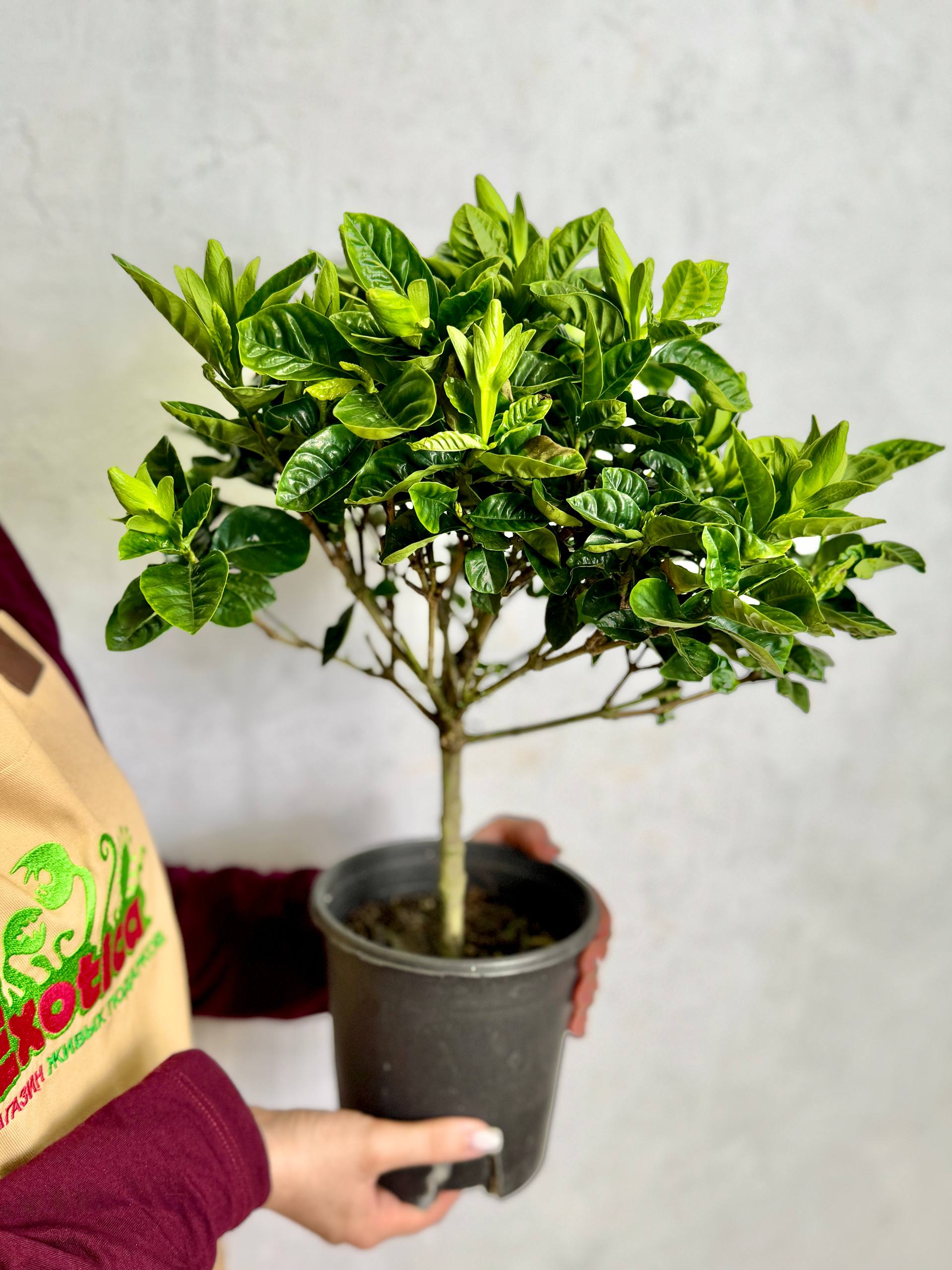 Гардения Жасминовидная (Gardenia Jasminoides) D15см
