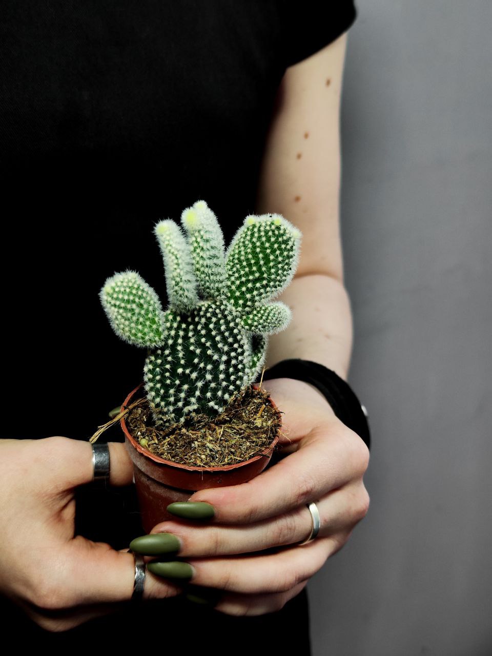 Опунция Микродазис Альба (Opuntia Microdasys Alba) D5см