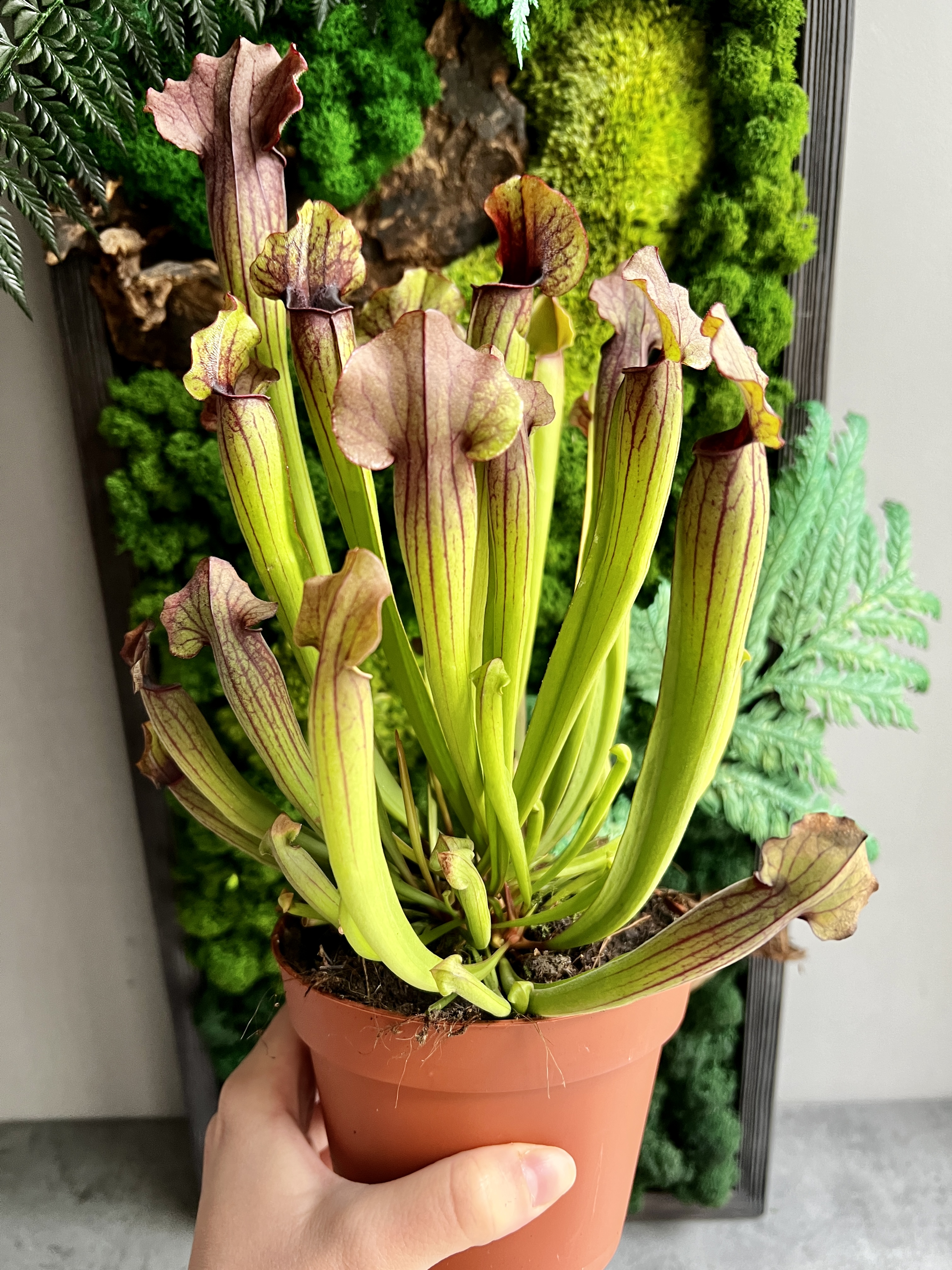 Саррацения Томас (Sarracenia Thomas) D12cм