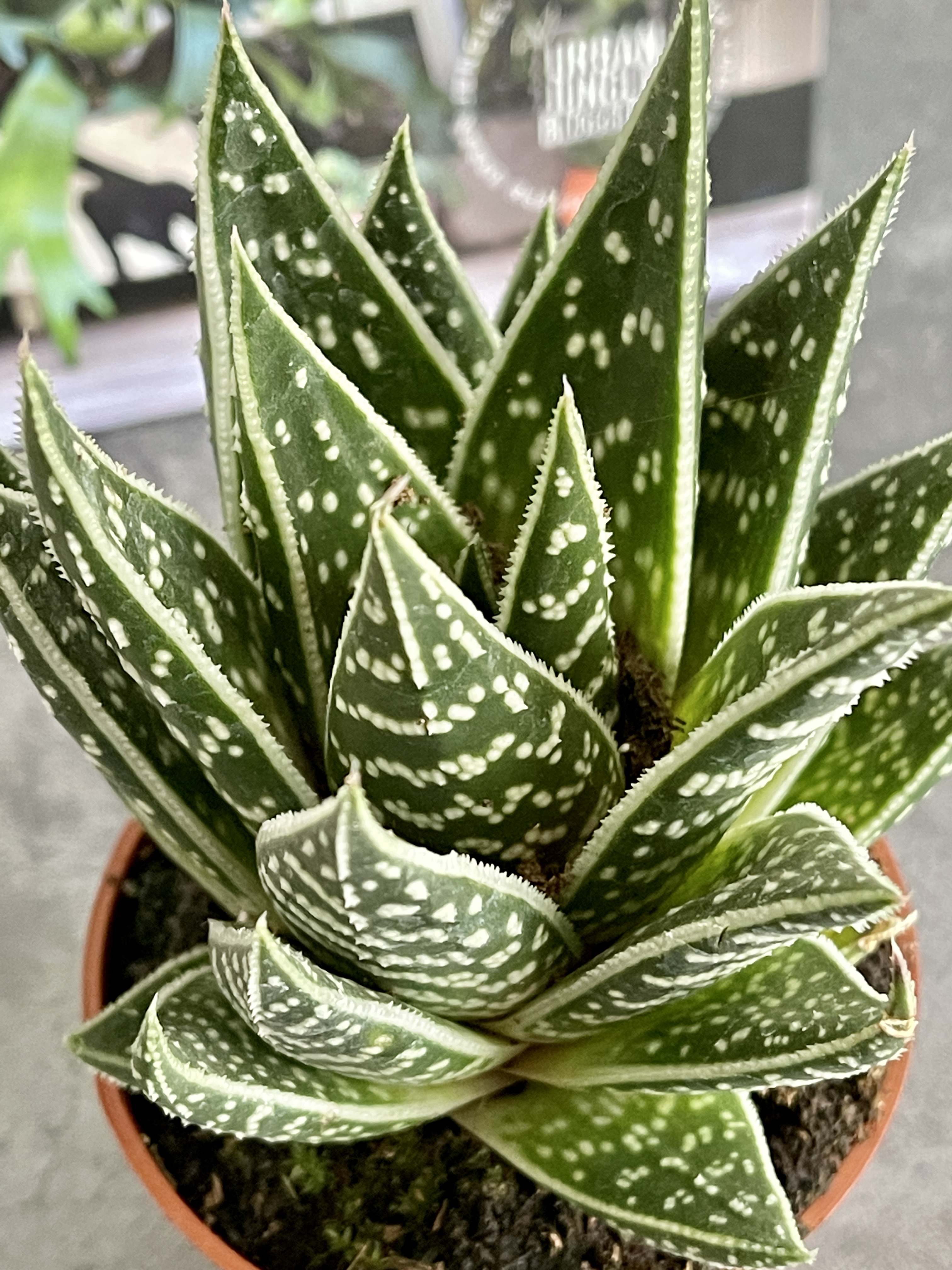 Алоэ Интерстеллар (Aloe Interstellar) D8см