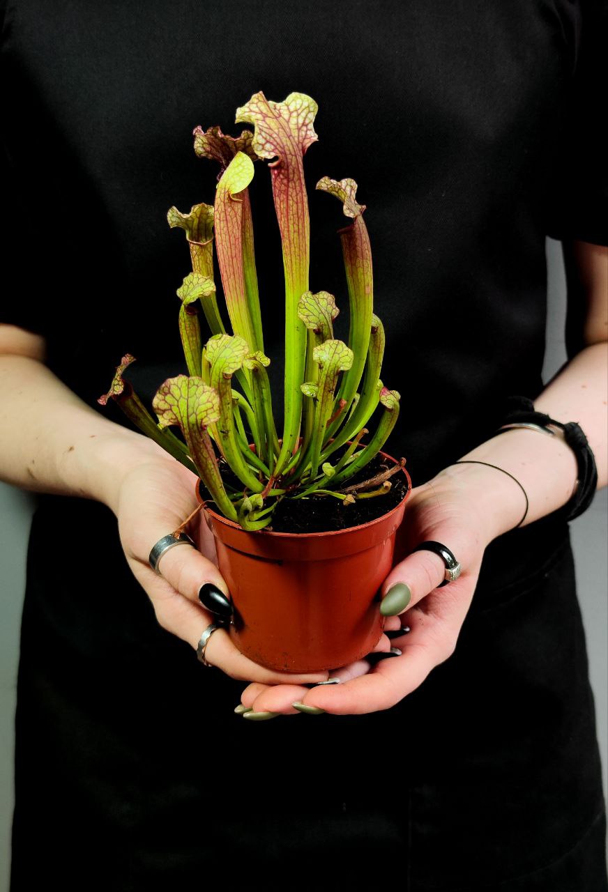 Саррацения Джудит Хиндл (Sarracenia «Judith Hindle») D9см