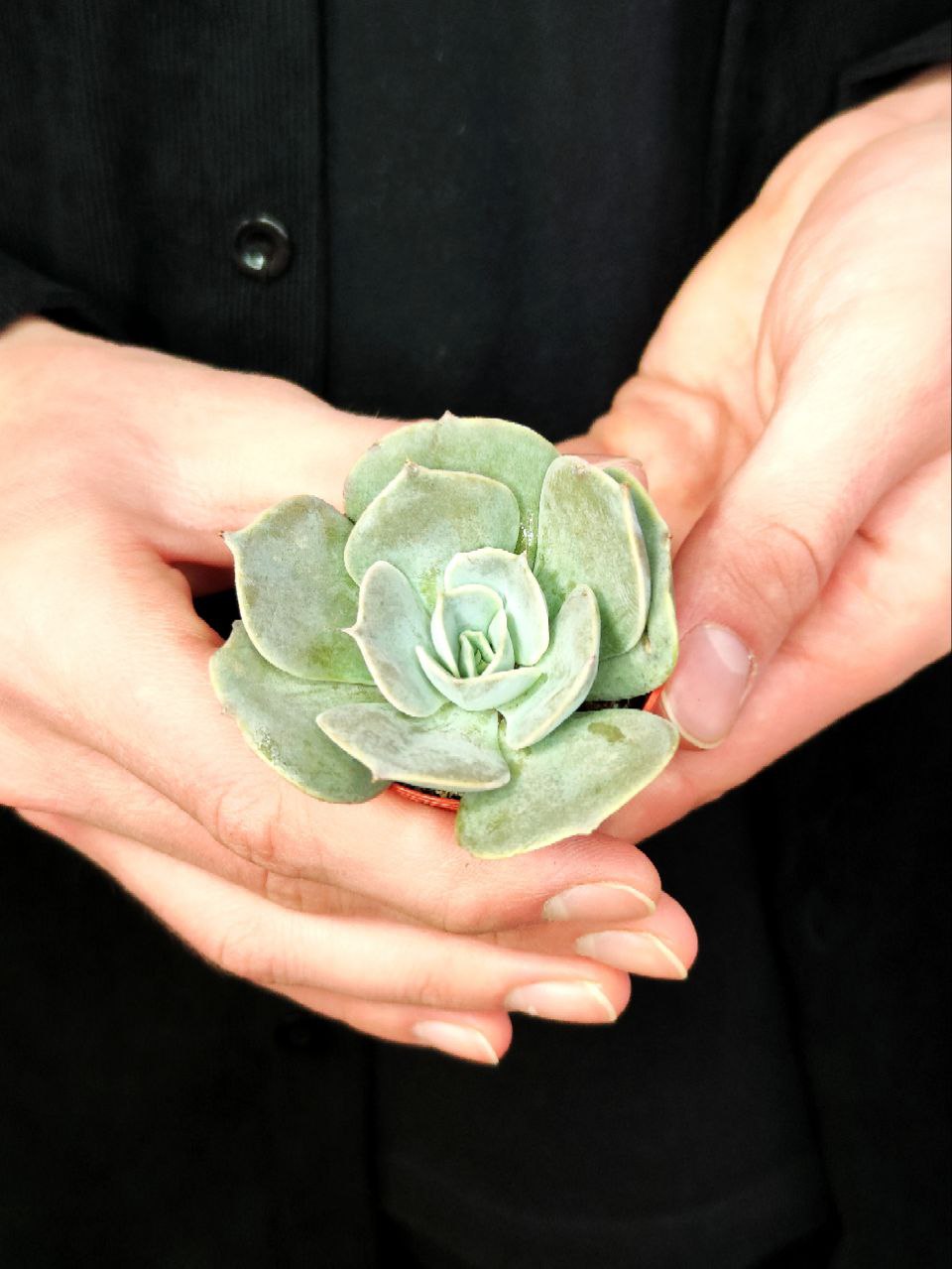 Эхеверия Поллюкс (Echeveria Pollux) D5см