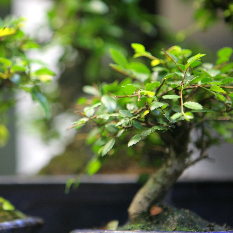 Бонсай Вяз Мелколистный Извилистый (Ulmus Parvifolia)