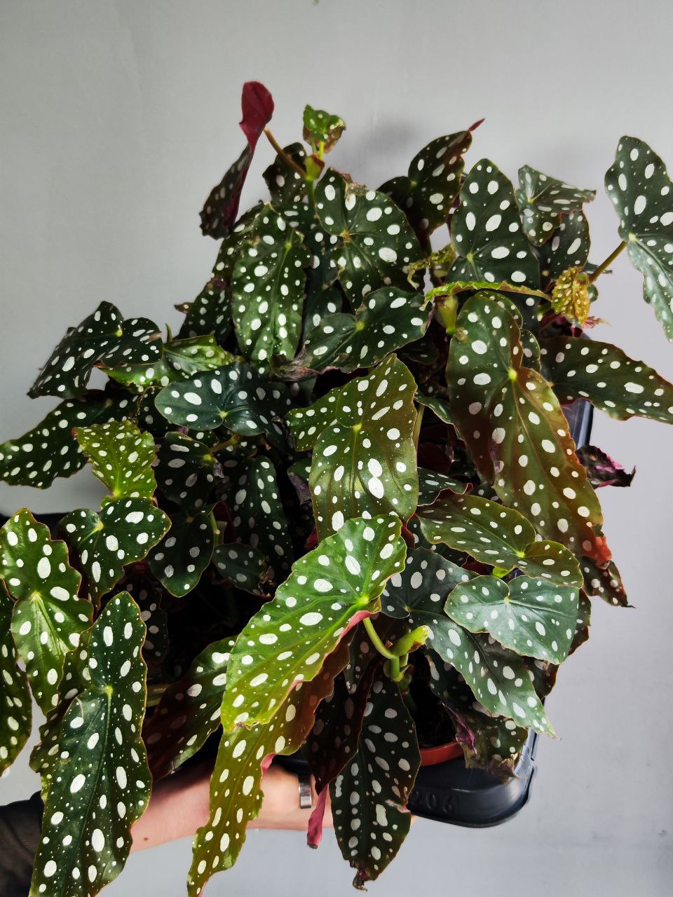 Бегония Пятнистая, или Бегония Макулата (Begonia Maculata) D12см