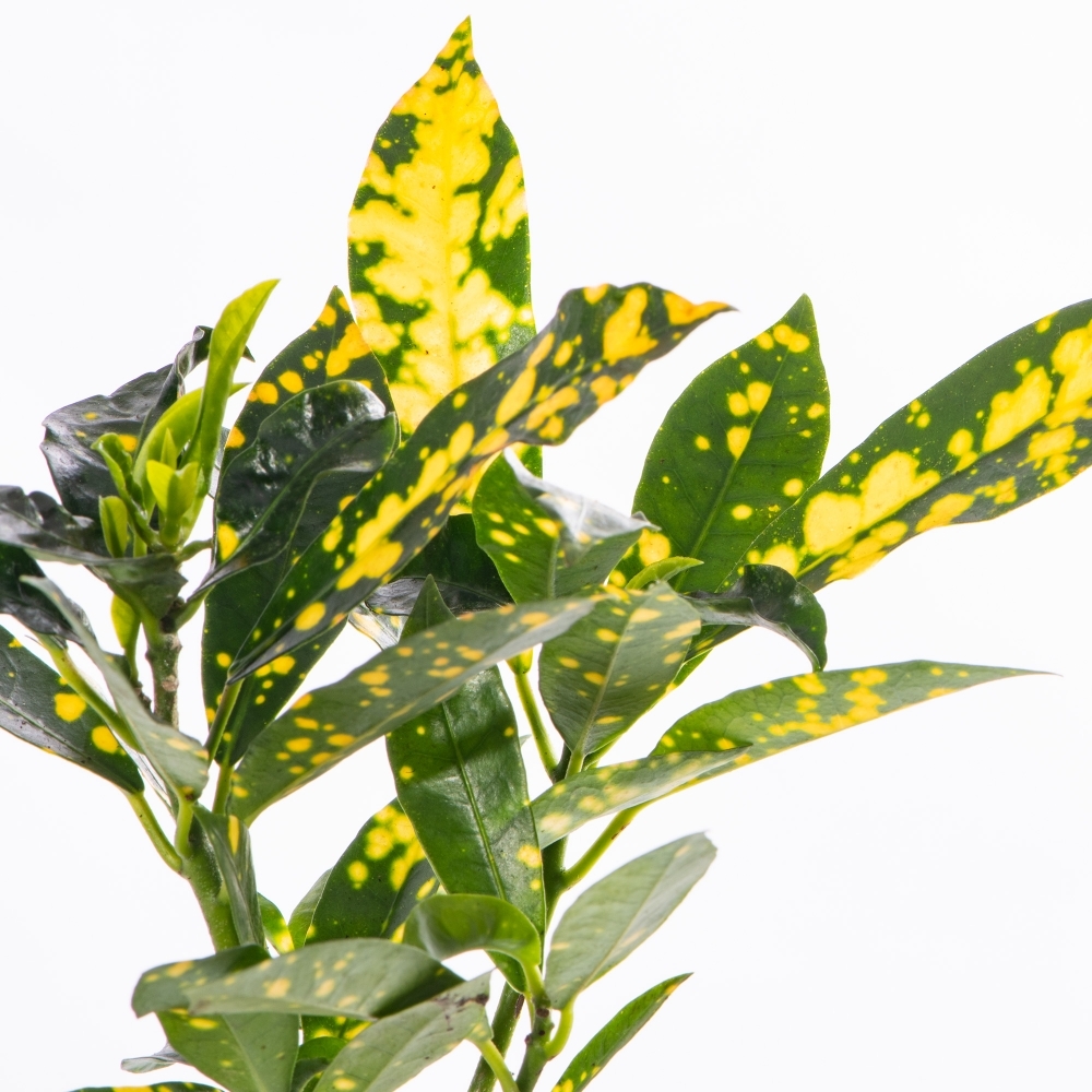 Кодиеум, или Кротон Аукуболистный (Codiaeum Aucubaefolia) D6см