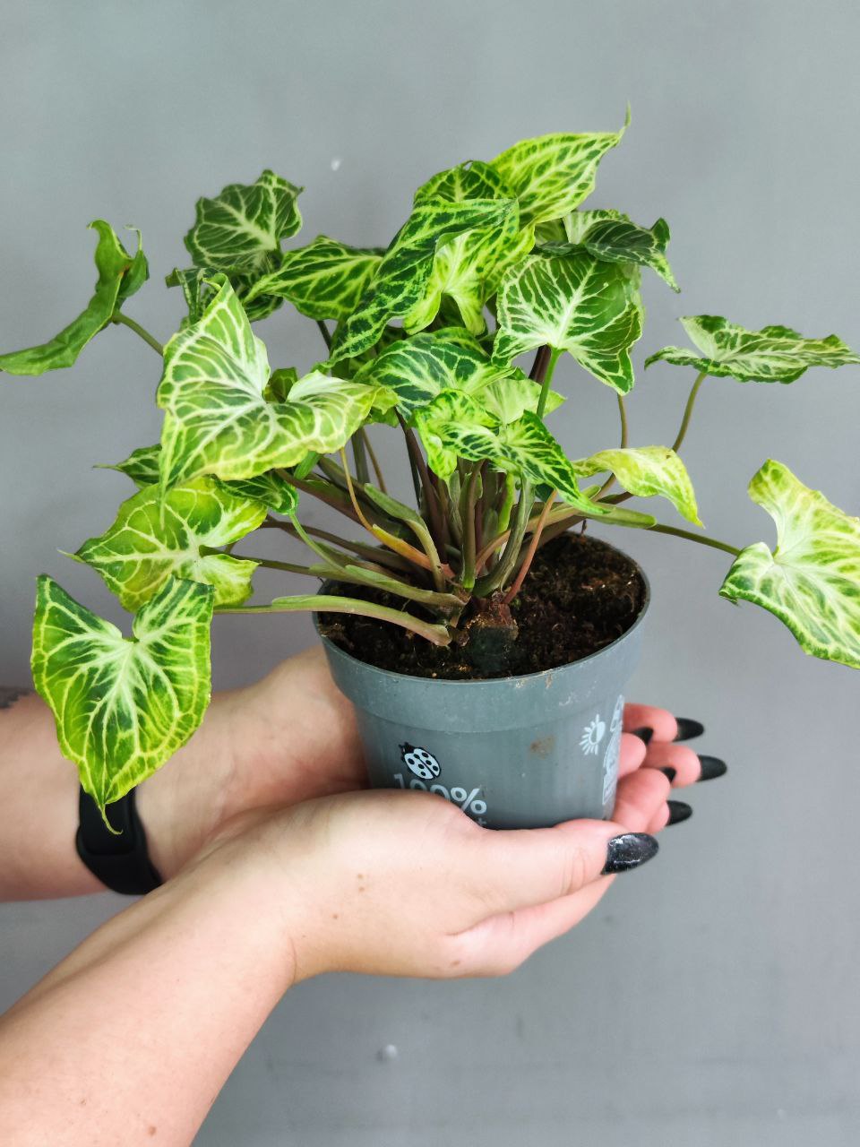 Сингониум Батик (Syngonium Batik) D11см