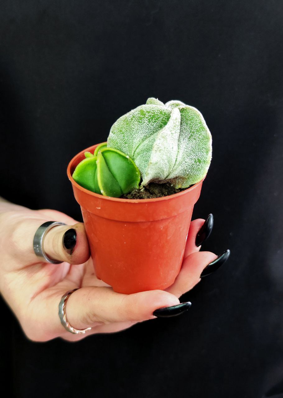 Астрофитум Груп (Astrophytum Group) D5см