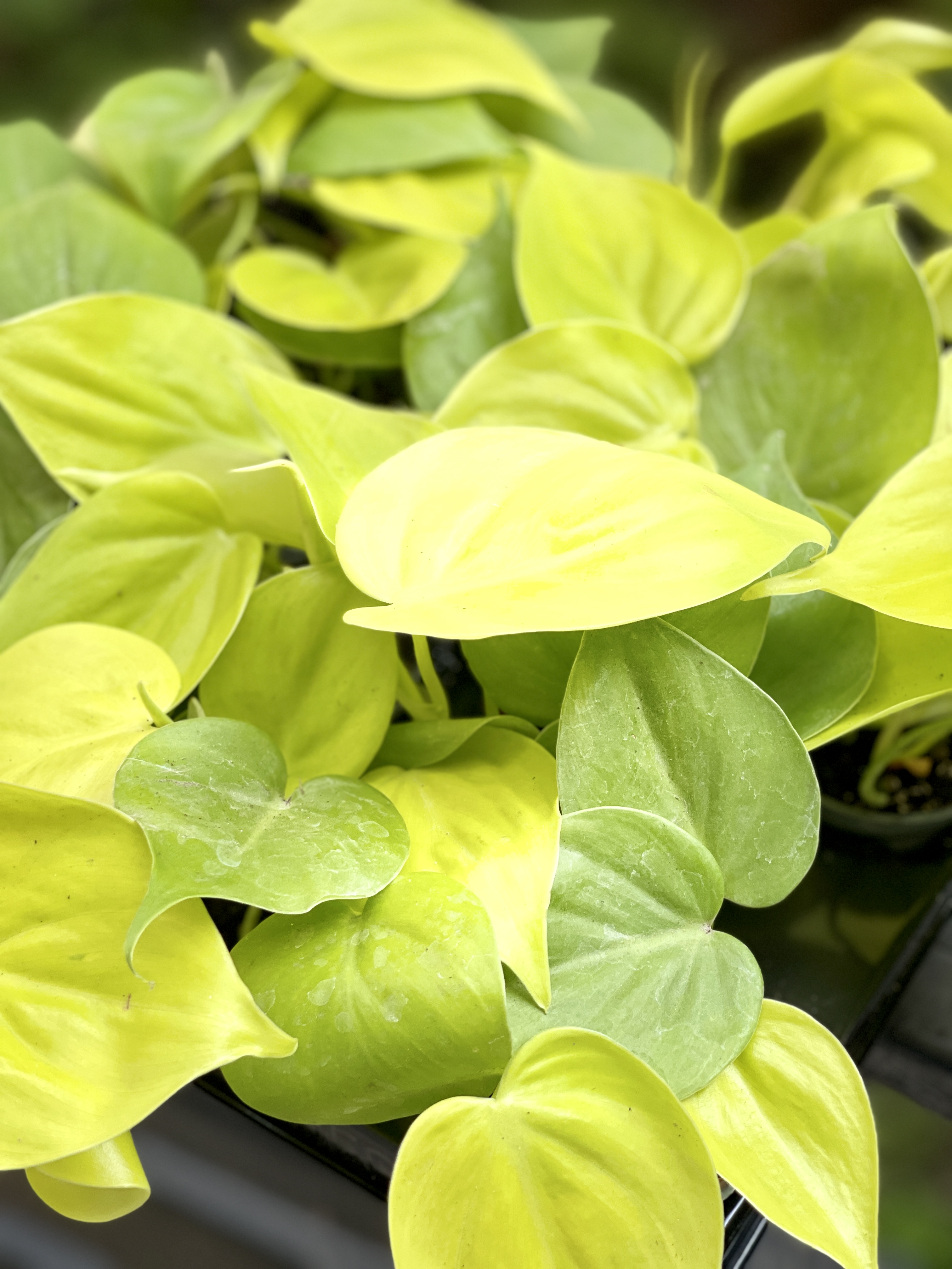 Филодендрон Неон Лайм (Philodendron Neon Lime) D6см