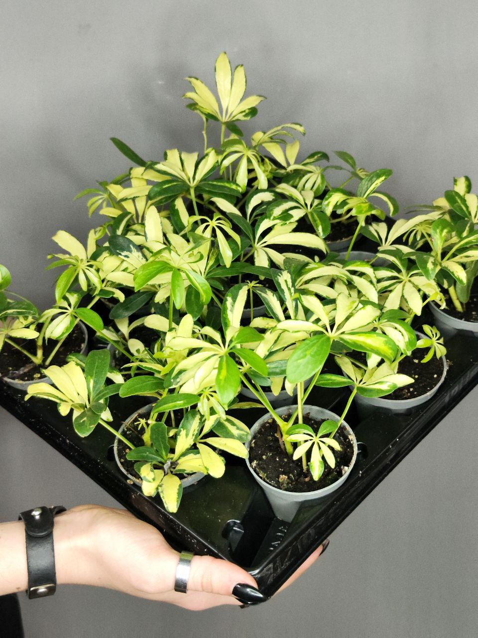 Шеффлера Мадам де Смет (Schefflera Madame De Smet) D6см