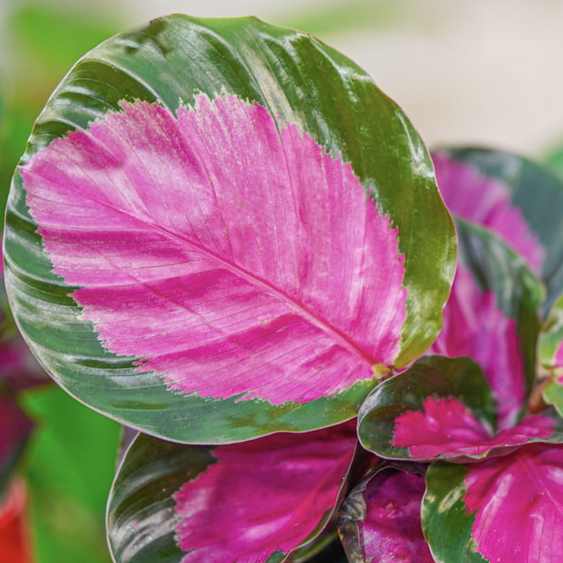 Калатея Розеопикта Рози (Calathea Roseopicta Rosy) D6см