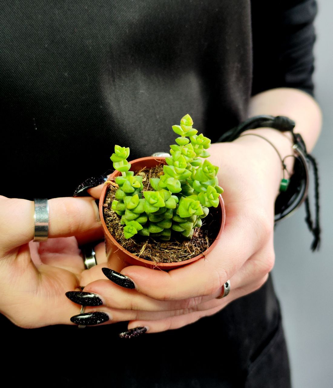 Крассула Рупестрис Том Тумб (Crassula Tom Thumb) D5см