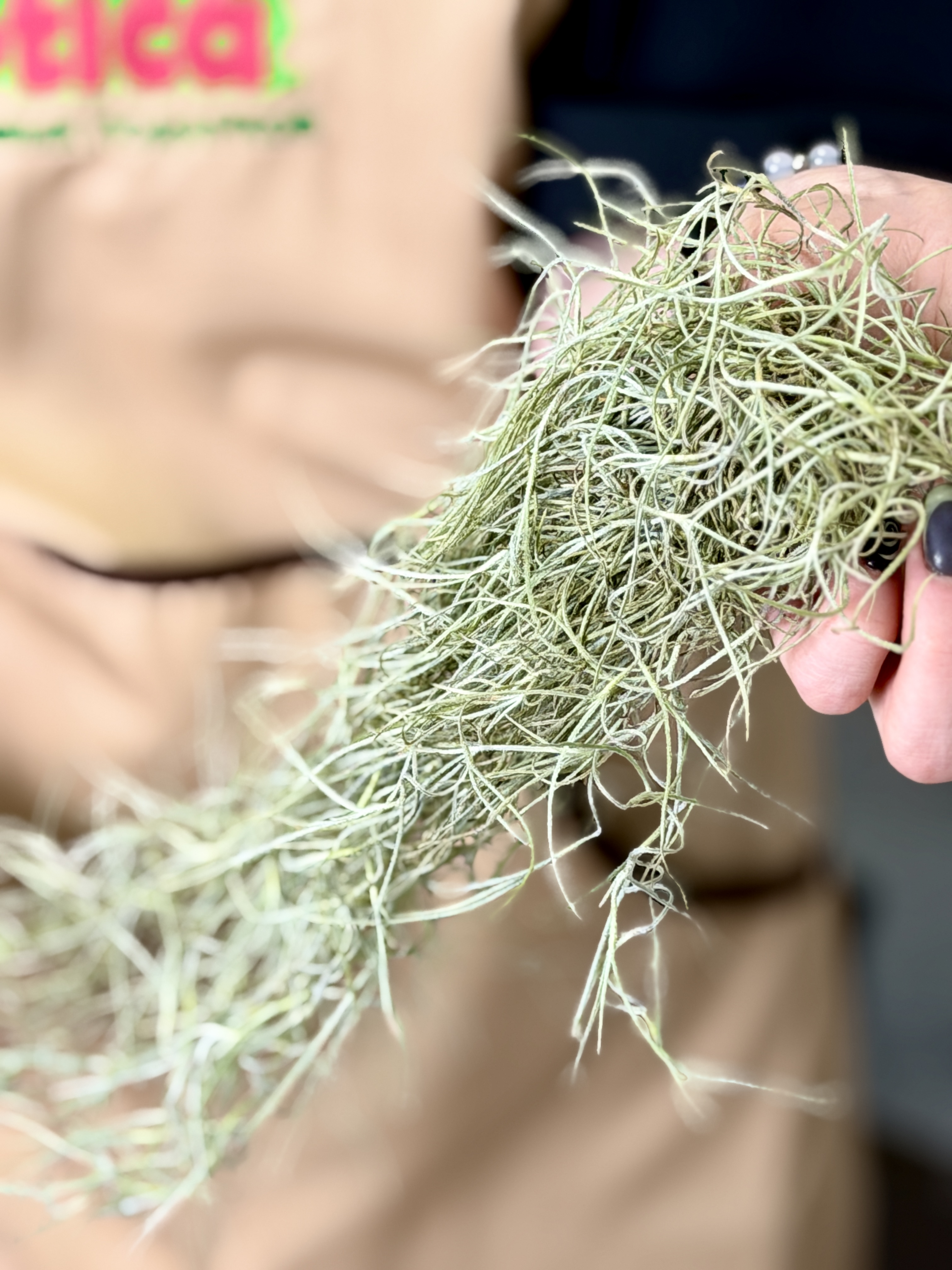 Тилландсия Уснеевидная Мини (Tillandsia Usneoides Mini)