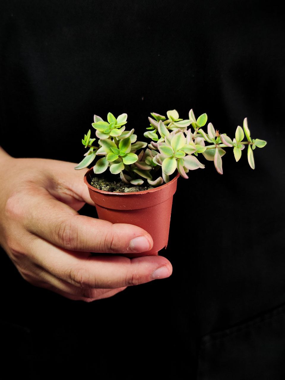 Крассула Капителла Розеа (Crassula Capitella Rosea) D5см