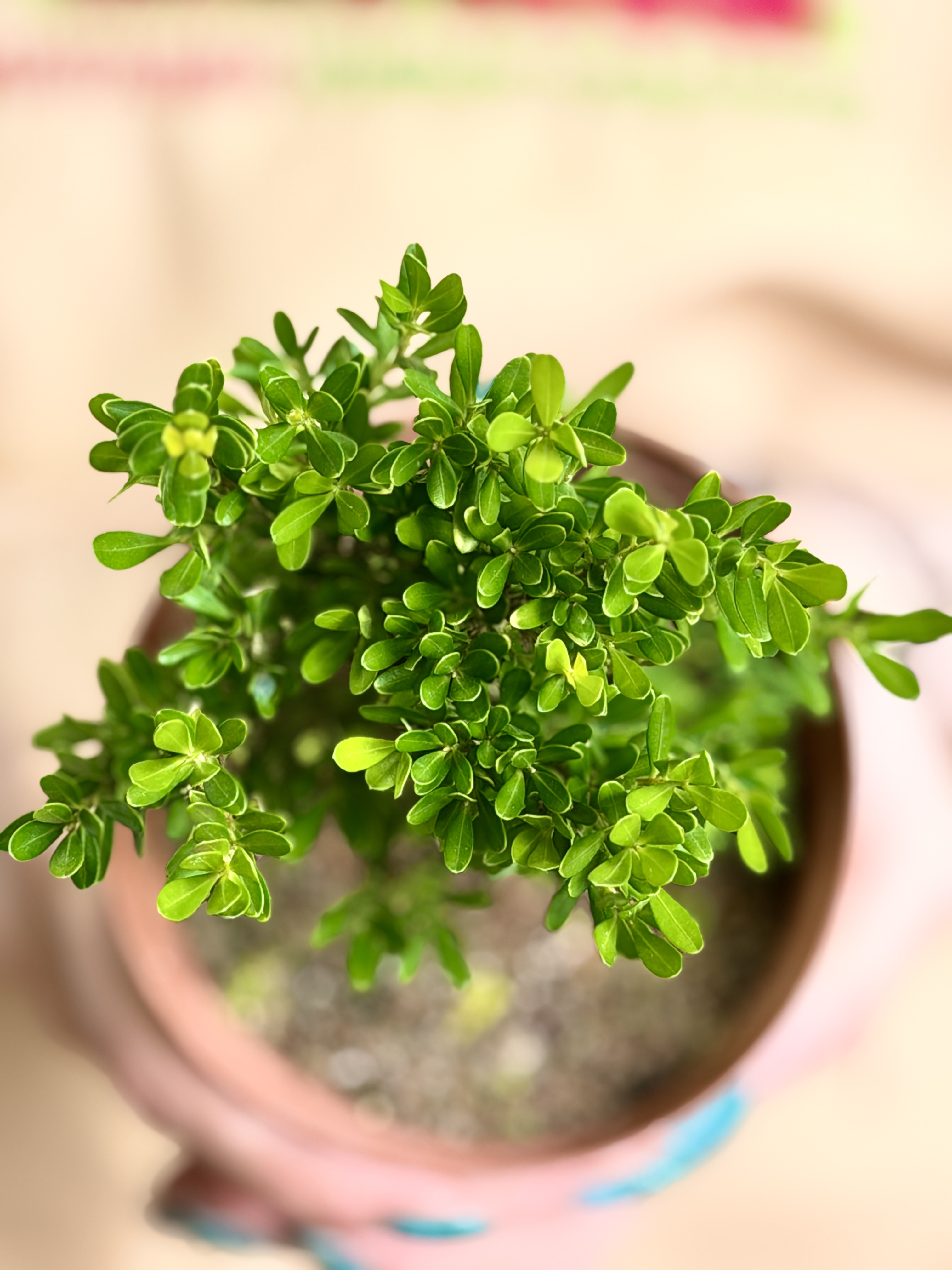 Самшит Вечнозеленый (Boxwood Green) D10см