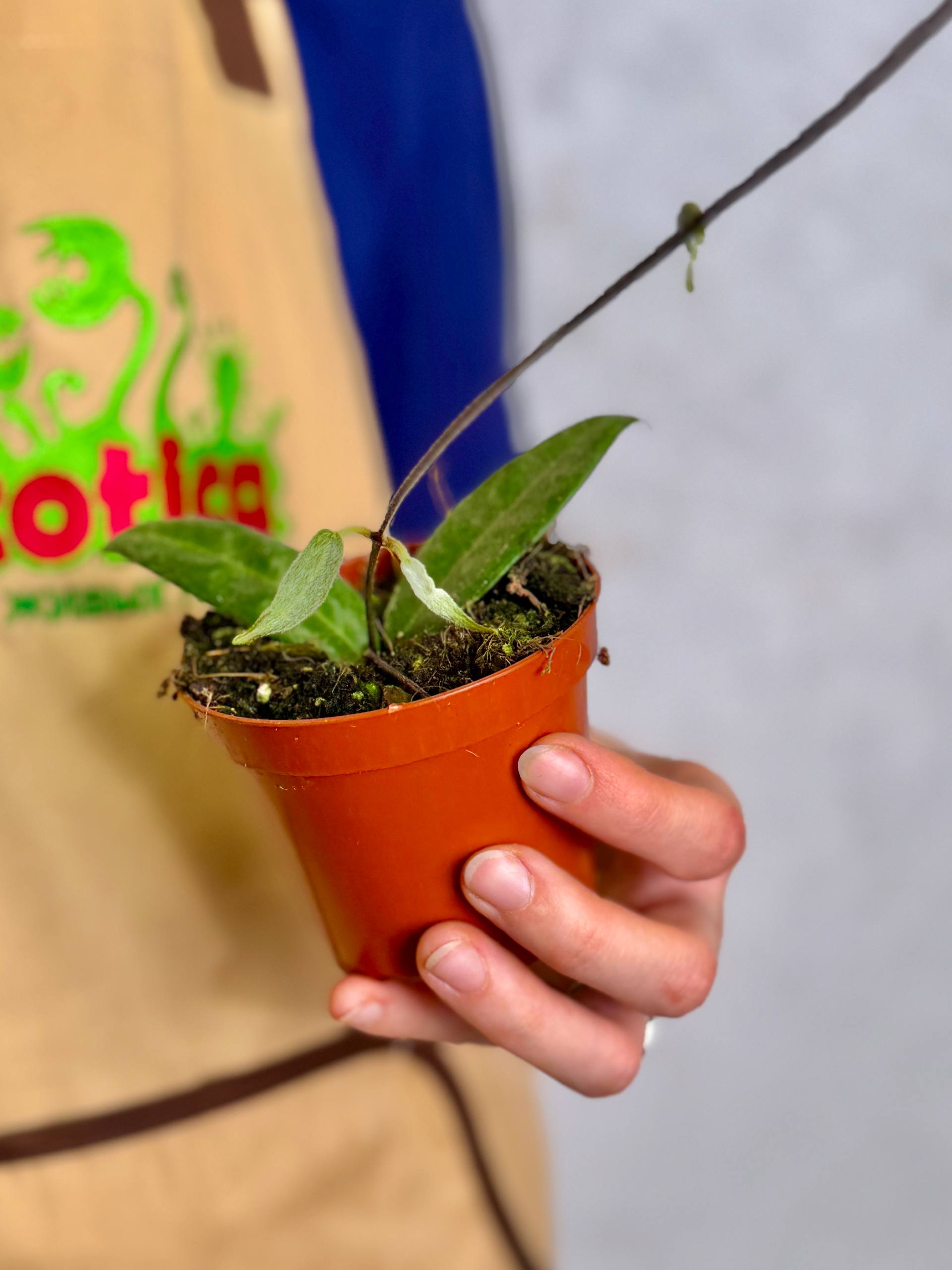 Хойя Гиполазия (Hoya Hypolasia) D8см