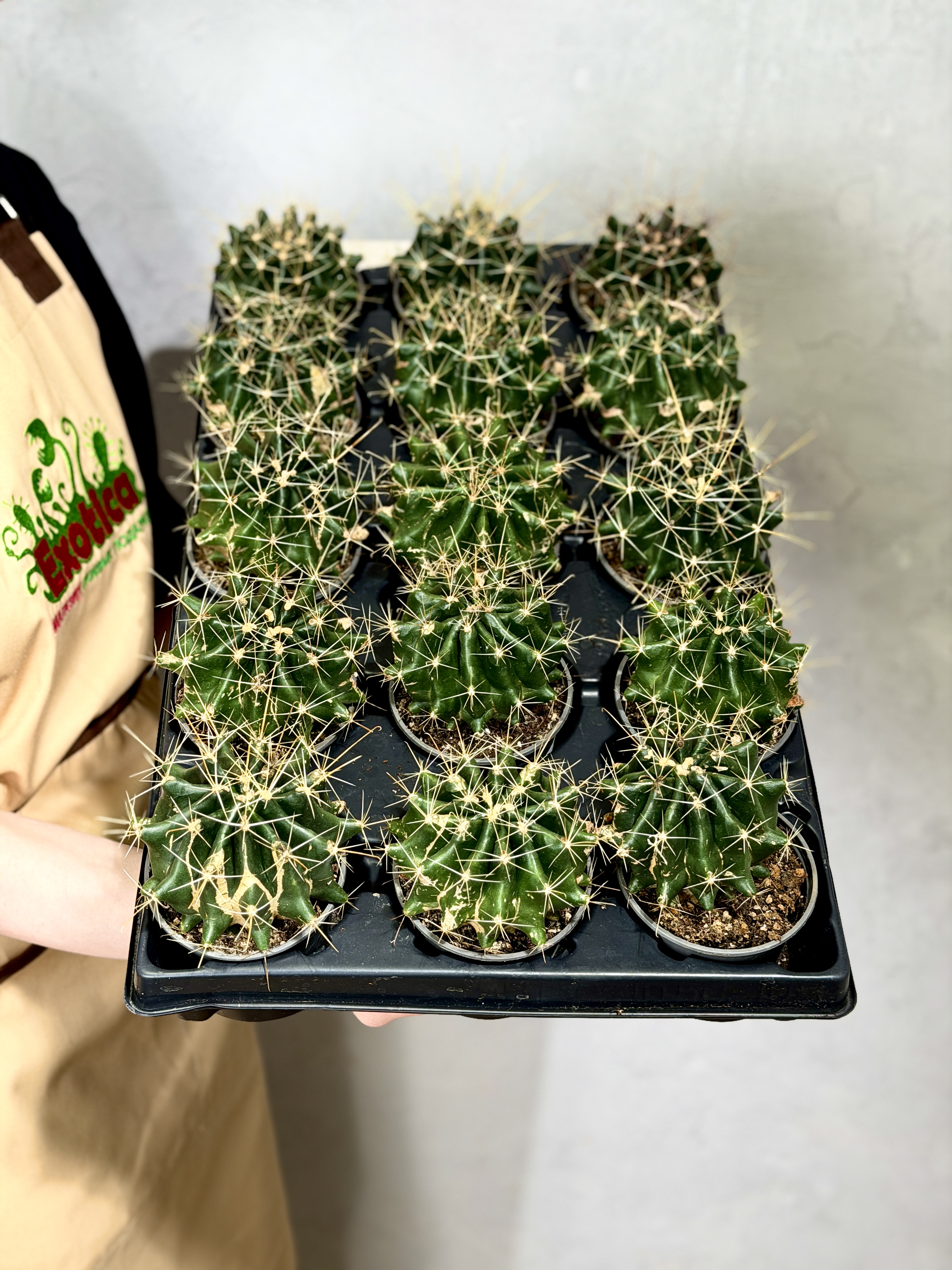Кактус микс 8,5см