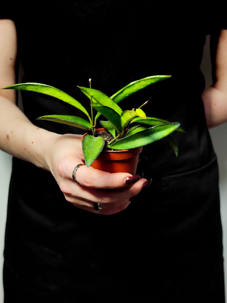 Хойя Вайети Грин (Hoya Wayetii Green) D6см