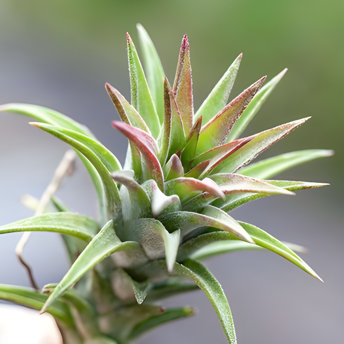 Тилландсия Ионанта Грин Мини (Tillandsia Ionantha Green Bonsai)