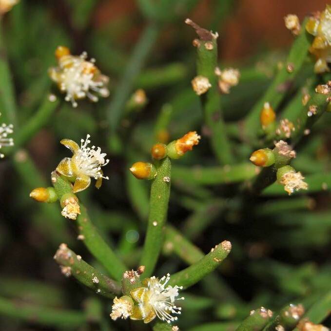 Рипсалис Вальковатый (Rhipsalis Teres) D8,5см