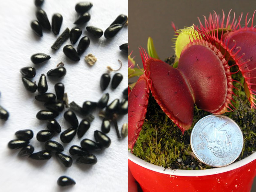 Семена Венериной Мухоловки B52 (Dionaea Muscipula B52), 10шт