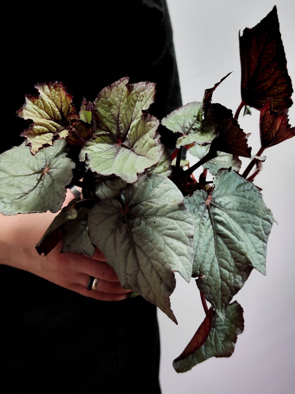 Бегония Рекс Сильвер Лайт (Begonia Rex Silver Light) D12см